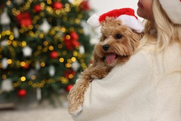 Wall Mural - Woman with cute Maltipoo dog in room decorated for Christmas, closeup. Space for text