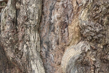 natural textured tree bark background