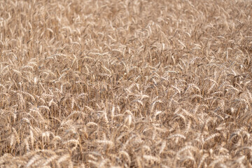 Farming crop field. Wheat flied at rural countryside. Agricultural landscape. Crop countryside field. Agrobusiness. Ripe wheat harvest. Agriculture and farming. Barley ear spikelet