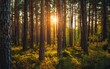 © IT'S ORA - Sunset in the pine forest. Beautiful landscape. Nature composition.