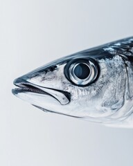 the Bigeye Barracuda, portrait view, white copy space on right, Isolated on white Background