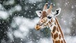 © 2haq - giraffe isolated on winter background