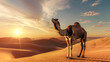 © Алла Морозова - Camel is standing in the desert at sunset.