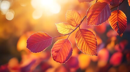 Aufkleber - A close-up of vibrant autumn leaves glistening in the sunlight, showcasing rich orange and golden hues against a softly blurred background.