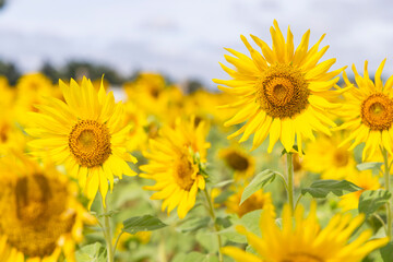 Beautiful blooming colourful sunflower field