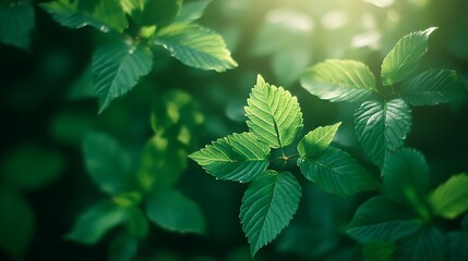 Leinwandbilder - A close-up view of lush green leaves illuminated softly by light, showcasing their texture and vibrant color in a natural environment.