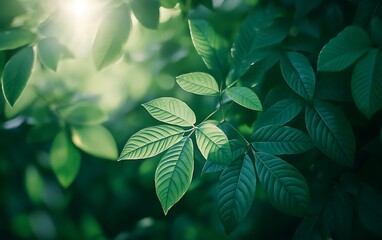 Poster - Lush green leaves basking in soft sunlight create a serene, natural atmosphere, with water droplets enhancing their vibrant appearance.