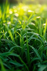 Poster - Lush green grass with sunlight glittering on dew drops creates a refreshing, natural ambiance.