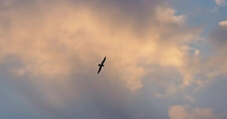 Wall Mural - Seagull bird flying freedom in sunset sky cloudscape video