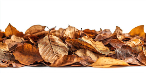 Aufkleber - Autumn leaves forming a line on a white background