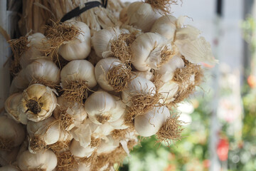 Fresh Garlic Bulbs Hanging Beautifully for Culinary Use, Cooking, and Home Decoration Ideas