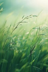 Poster - Lush green grass sways gently in the breeze, illuminated by soft sunlight, creating a serene and tranquil natural scene.