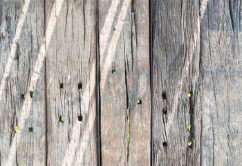 close up of texture of a tree old wood background