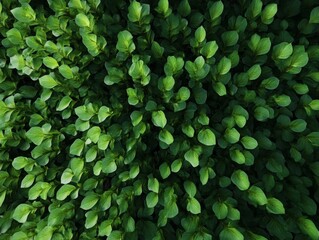 Poster - Aerial View of Symmetrical Green Leaf Pattern with Textured Detail and Bright Diffused Lighting