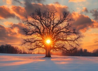 Wall Mural - an old oak tree stands in the middle of an empty winter field the sun sets behind it and casts its r