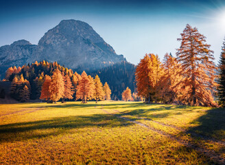 Wall Mural - breathtaking autumn view of vallone valley with durrenstein peak on background. red larch trees in d
