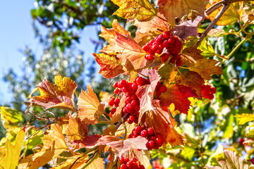 A branch of viburnum with berries and yellow autumn leaves. Red viburnum berries.