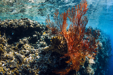 Red soft corals underwater in blue sea, Bali.