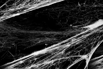 Wall Mural - Spiderweb isolated on black grunge background. Cobweb frame.  Spider web on black. Halloween party design. Halloween decoration. Gothic style

