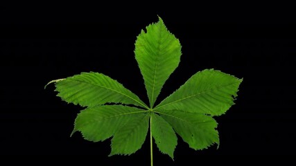 Wall Mural - Time lapse of drying Chestnut leaf with ALPHA channel