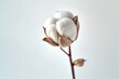 © anzodesign - A close-up view of a cotton boll opening up on its stem against a soft background