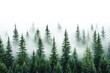 © Larisa - Misty pine forest landscape with fog