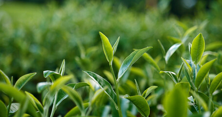 Green tea tree leaves field plant in camellia sinensis organic farm. Close up Tree tea plantations mountain green nature background in morning. Fresh young tender bud herbal Green tea tree in farm