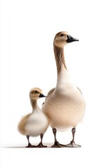 A family of geese, isolate on white background, symbolizing unity and connection in nature.