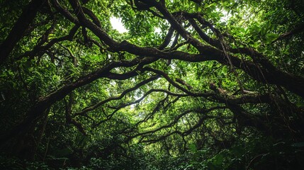 Wall Mural - looking up at the thick canopy of a lush green forest.