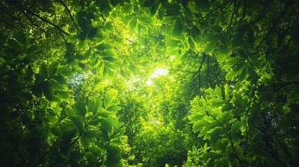 Wall Mural - looking up through the canopy of green leaves in a lush forest, with sunlight shining through the br