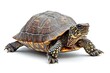 © ardanz - A colorful turtle on a white background.