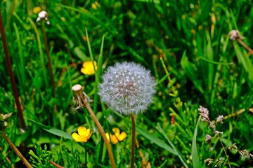 White fluffy dandelion (Taraxacum officinale) in a meadow with green grass and yellow dandelions.