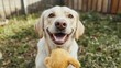© nikomsolftwaer - Smiling dog with a happy expression, playing in the backyard with a squeaky toy