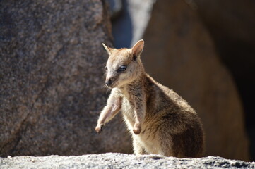 baby wallaby on rock australia