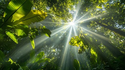 Wall Mural - sun rays through the leaves of a dense forest.