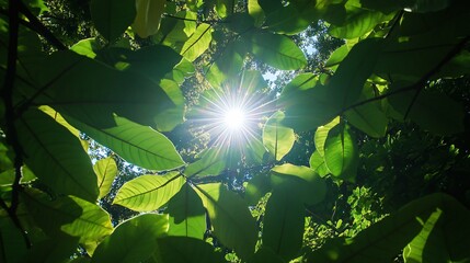 Wall Mural - sun shining through green leaves.