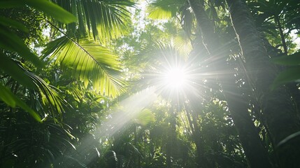 Wall Mural - sunbeams shining through dense rainforest canopy.