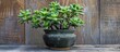 © The 2R Artificiality - Outdoor Growth of Crassula Ovata in Natural Habitat