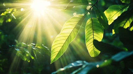 Wall Mural - sunbeams shining through green leaves in a forest.