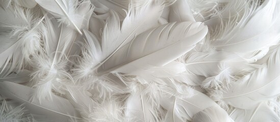 Poster - White Feather Photography