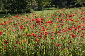 Wall Mural - coquelicots dans une jachère fleurie