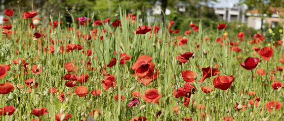 Wall Mural - coquelicots dans une jachère fleurie