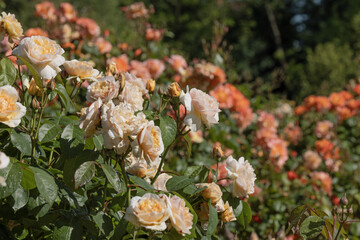 Wall Mural - roseraie d'un parc floral