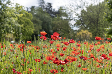 Wall Mural - coquelicots dans une jachère fleurie