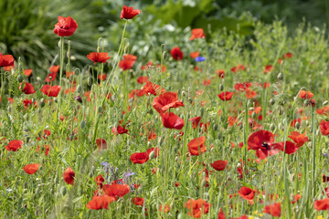 Wall Mural - coquelicots dans une jachère fleurie
