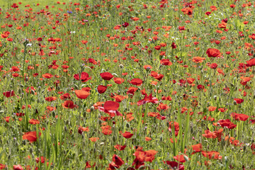 Wall Mural - coquelicots dans une jachère fleurie