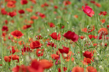 Wall Mural - coquelicots dans une jachère fleurie
