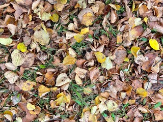 wet autumn leaves on asphalt cold and gloomy background texture