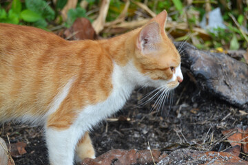 an orange cat in the grass looking around