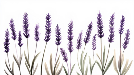 Canvas Print - Watercolor illustration of lavender flowers with green leaves on a white background, featuring tall purple blooms and delicate stems.